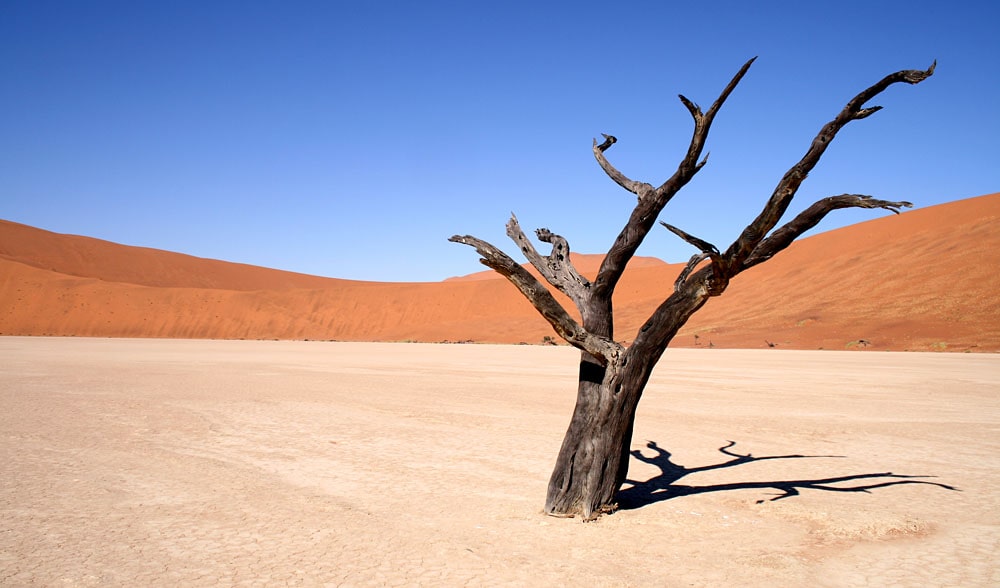 16 интересных фактов о пустынях