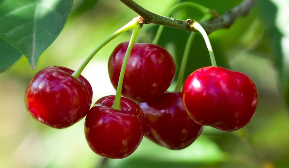 16 интересных фактов о вишне