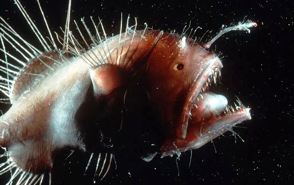 14 интересных фактов о Марианской впадине