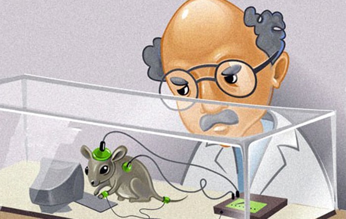 Cмepть от удовольствия - эксперимент с крысами