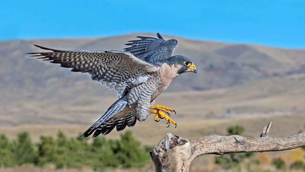 20 интересных фактов о соколах