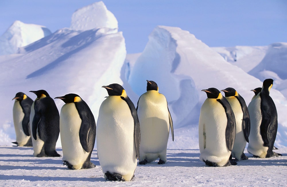 23 интересных факта об Антарктиде