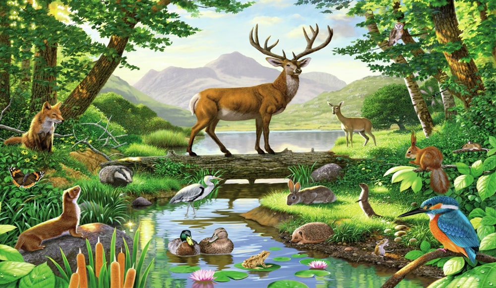 12 интересных фактов о лесных животных