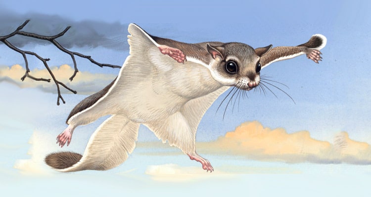 18 интересных фактов о летягах