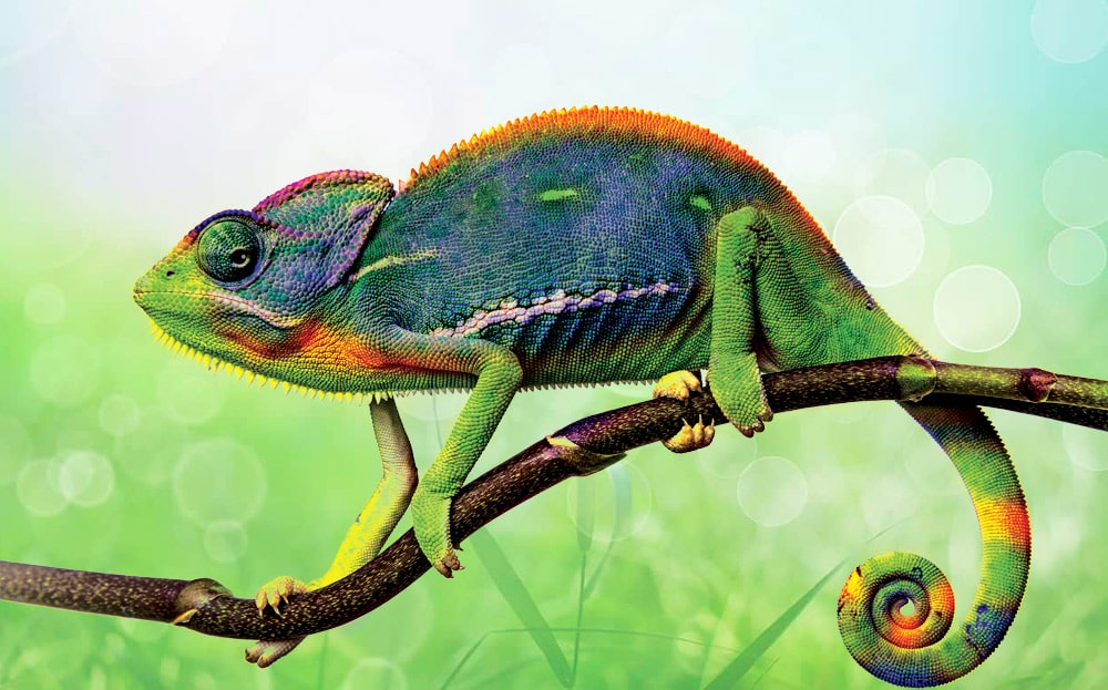 16 интересных фактов о хамелеонах