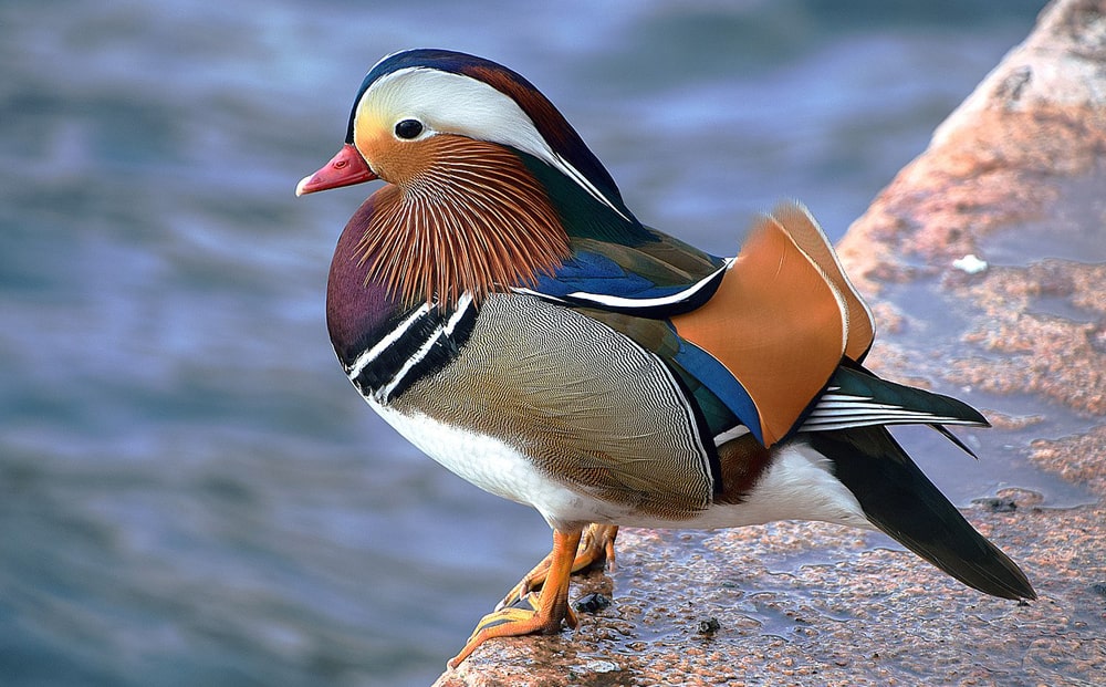 19 интересных фактов о мaндаринке