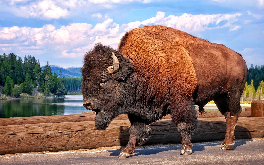 17 интересных фактов про зубров