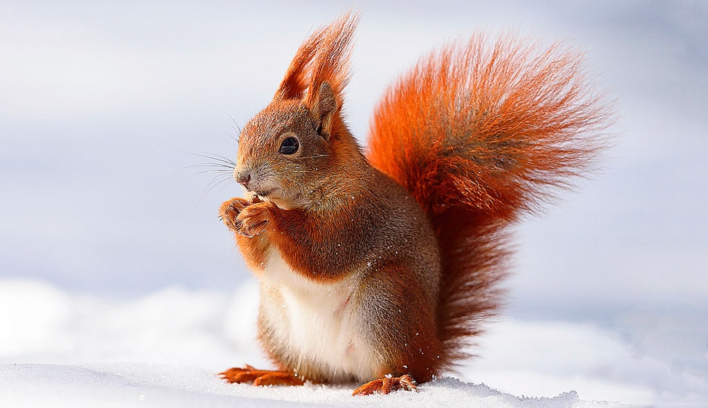 18 интересных фактов о белках