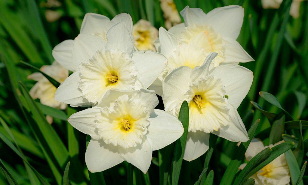 22 интересных факта о нарциссах