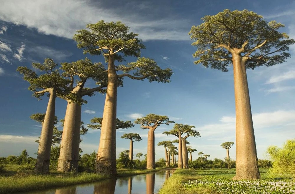 17 интересных фактов о баобабах