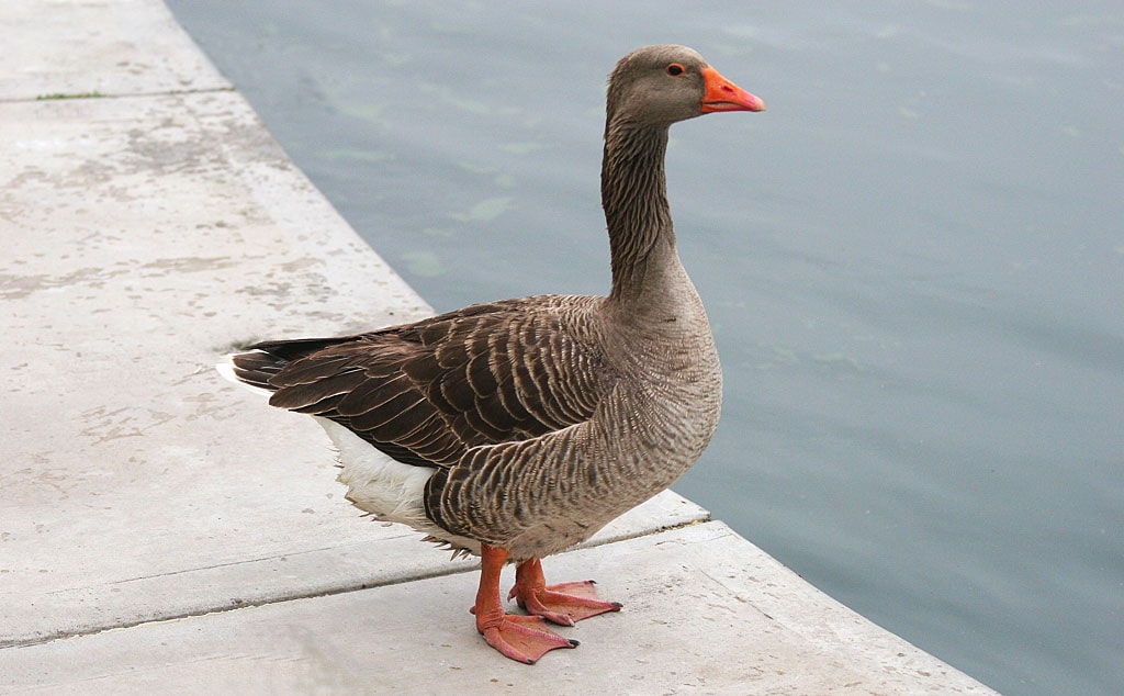 14 интересных фактов о гусях