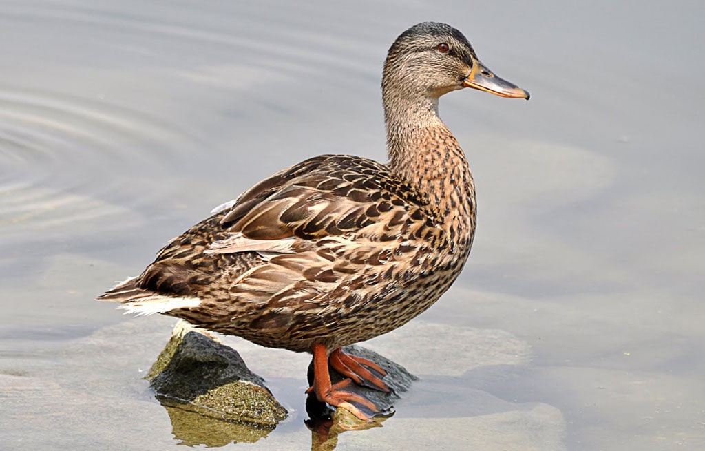 17 интересных фактов об утках