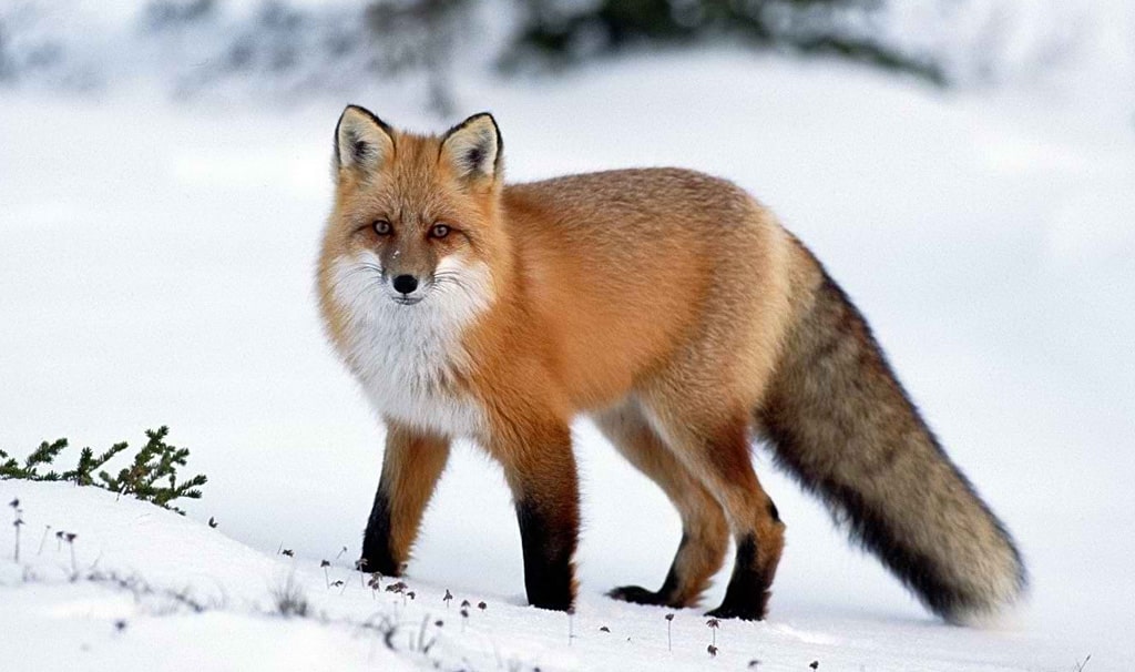 14 интересных фактов о лисах