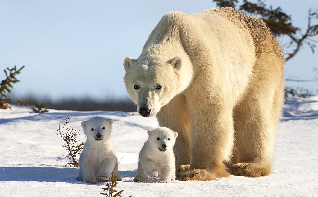 18 интересных фактов о белом медведе