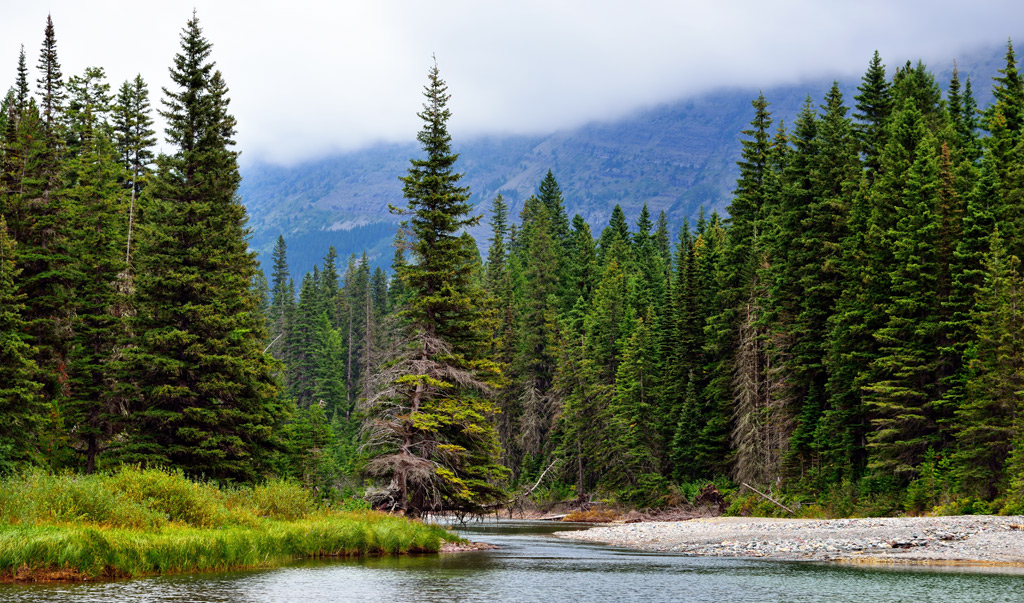 12 интересных фактов о хвойных лесах