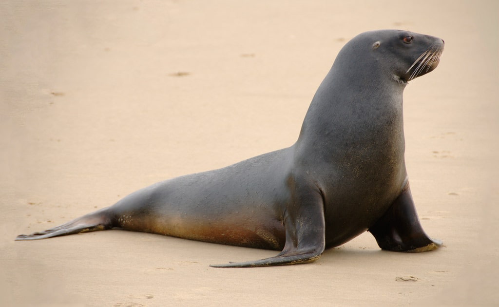 17 интересных фактов о морских львах