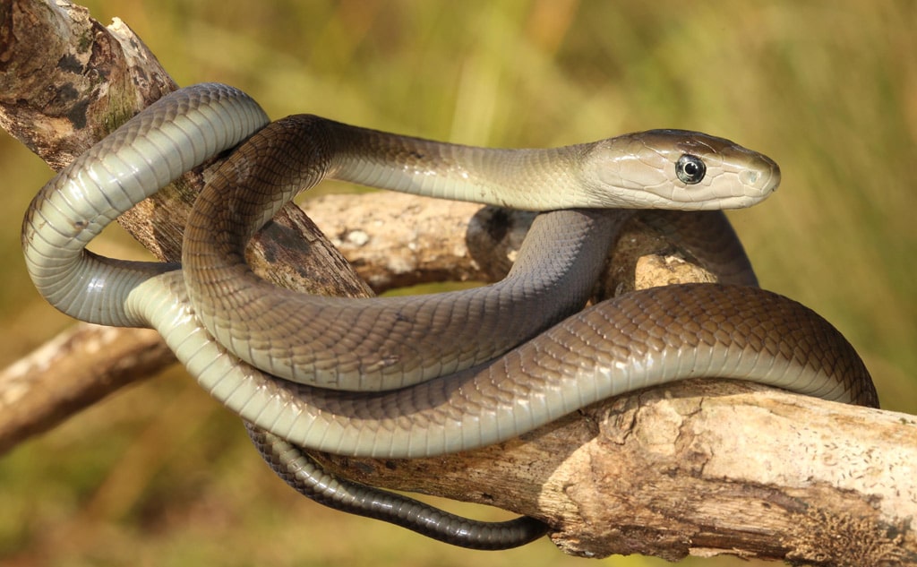 15 интересных фактов о черной мамбе