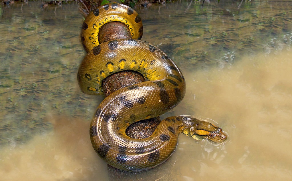 18 интересных фактов об анакондах