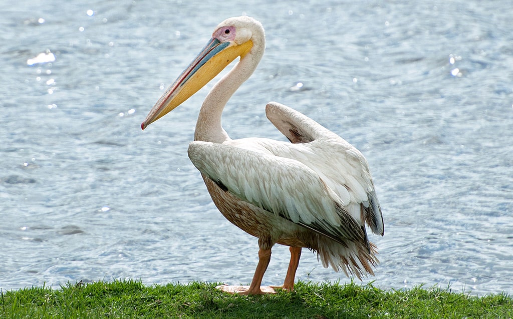 22 интересных факта о пеликанах