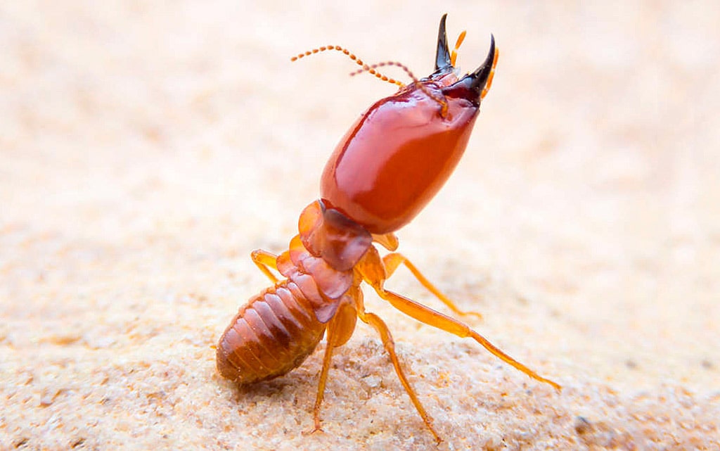 18 интересных фактов о термитах