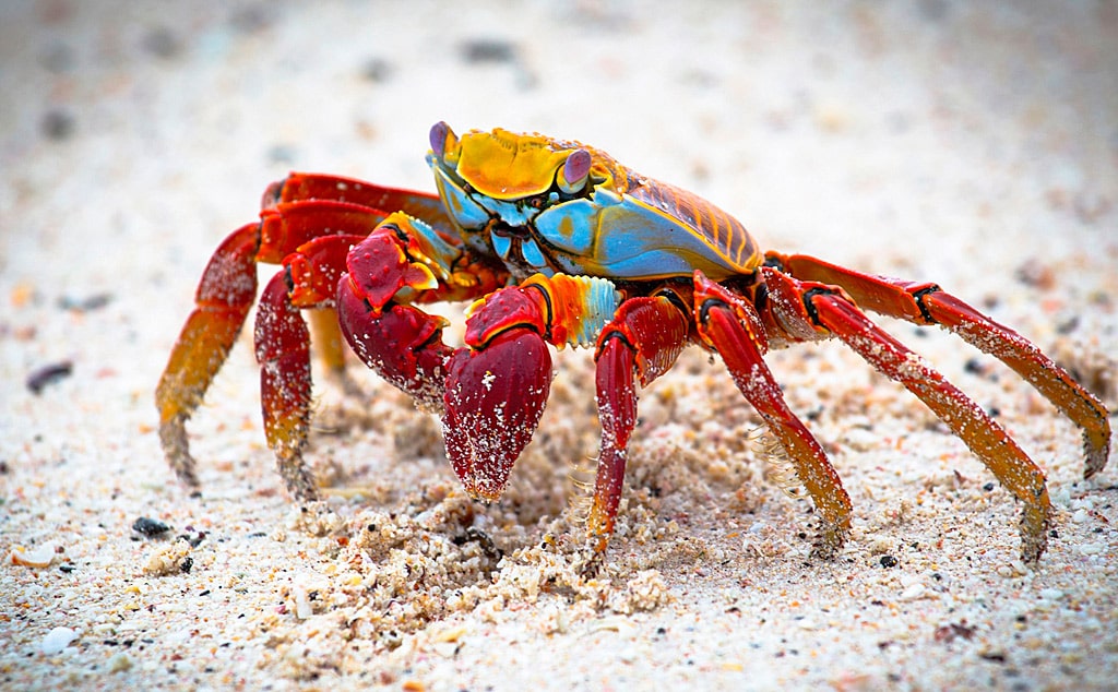 18 интересных фактов о кpaбах