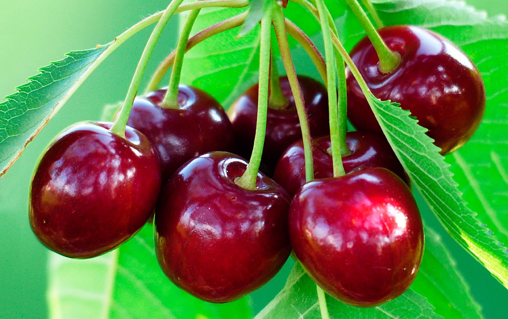 12 интересных фактов о черешне