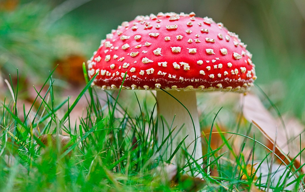 15 интересных фактов о мухоморах