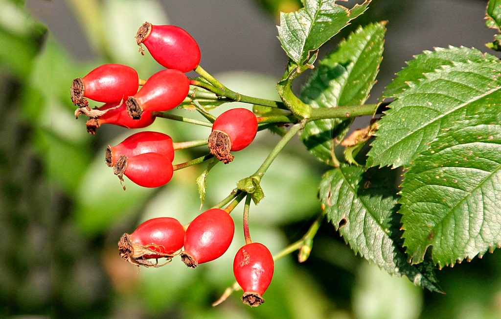 17 интересных фактов о шиповнике