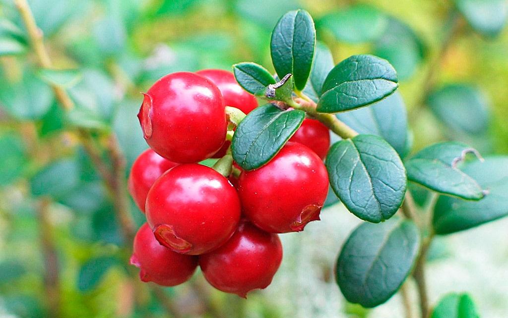 18 интересных фактов о бруснике