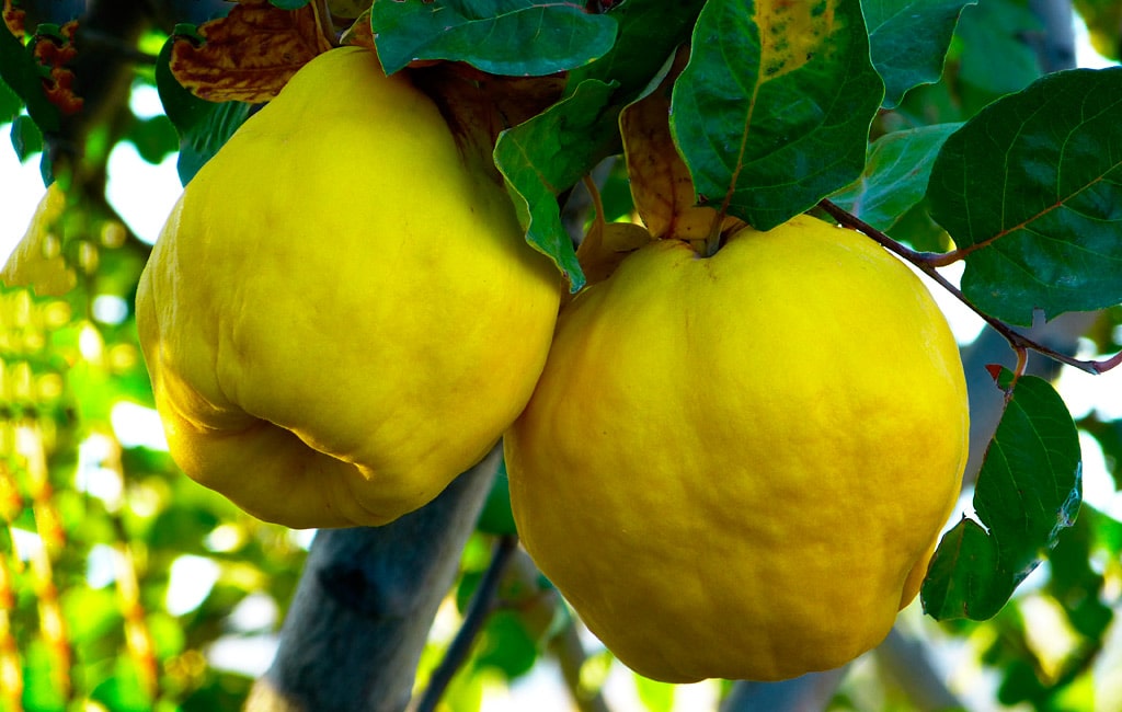 14 интересных фактов об айве