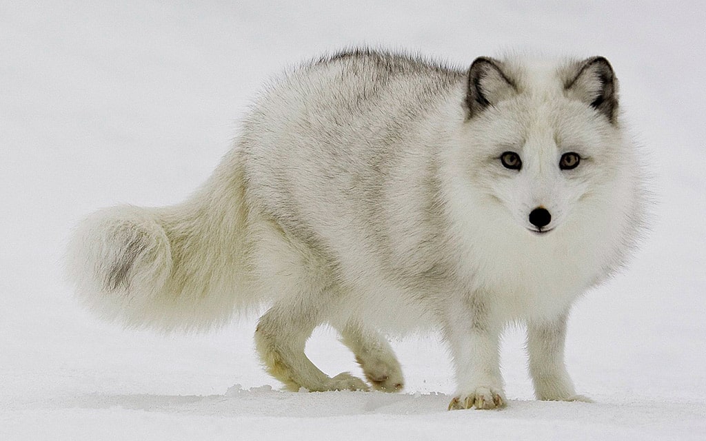 25 интересных фактов о песце