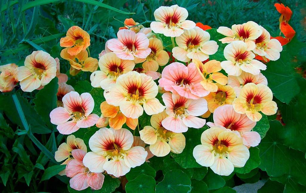 15 интересных фактов о настурции