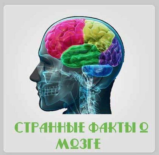 Интересные факты о мозге