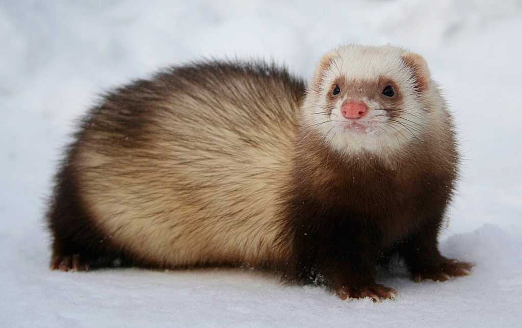 15 интересных фактов о хорьках