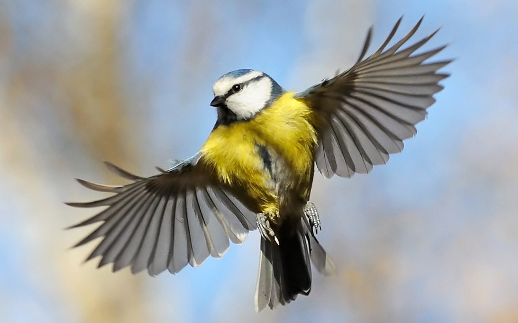 12 интересных фактов о синицах