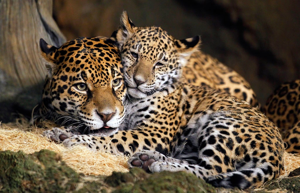 20 интересных фактов о больших кошках