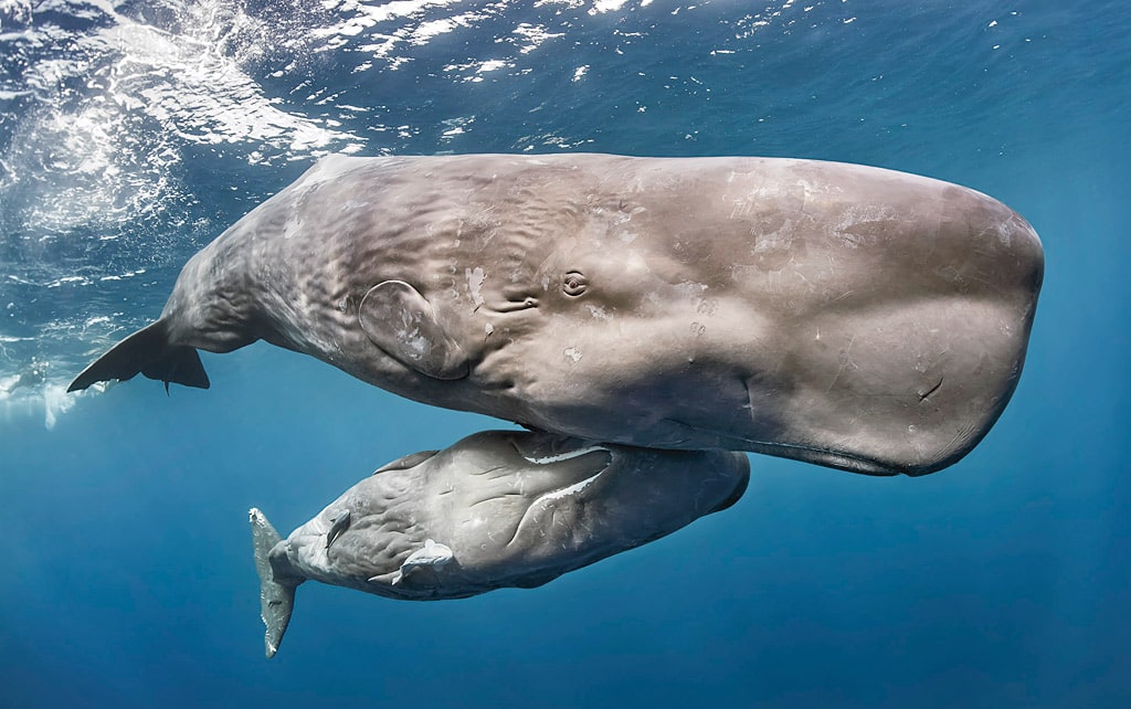 25 интересных фактов о кашалотах