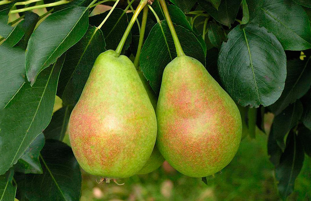 12 интересных фактов о грушах