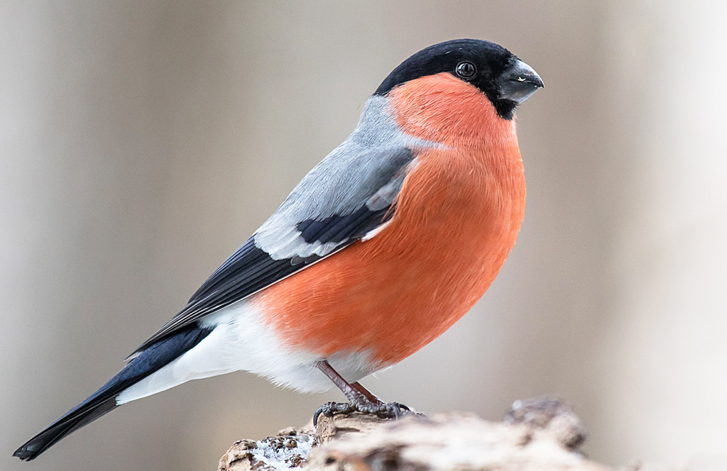 17 интересных фактов о снегирях
