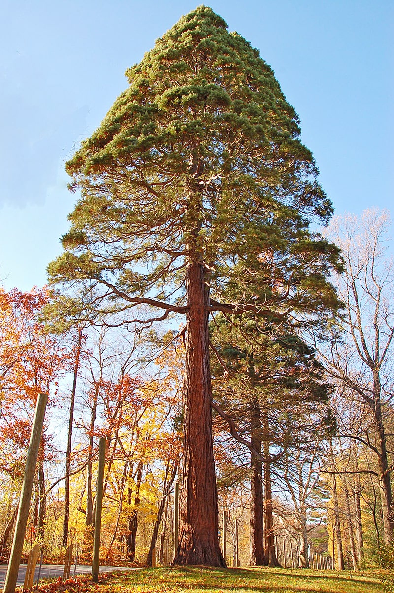15 интересных фактов о секвойях