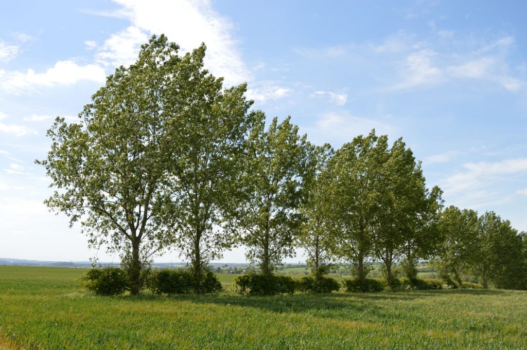 12 интересных фактов об осинах