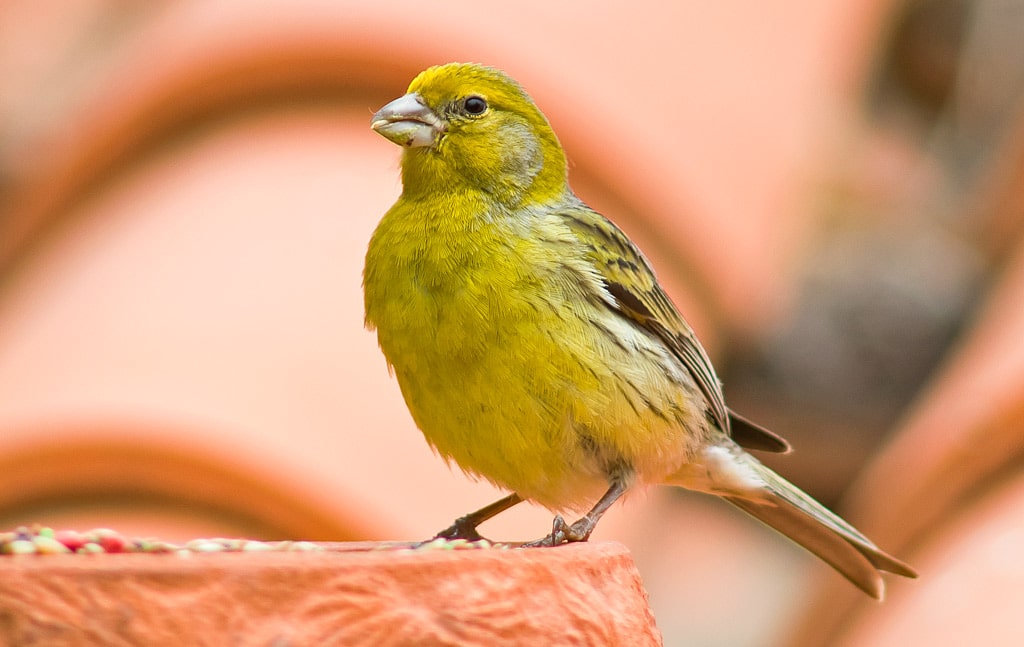 18 интересных фактов о канарейках