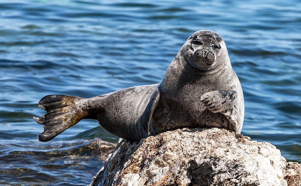 12 интересных фактов о байкальской нерпе