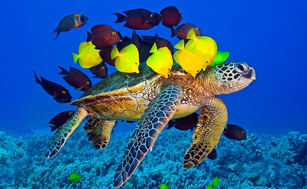 25 интересных морских фактов