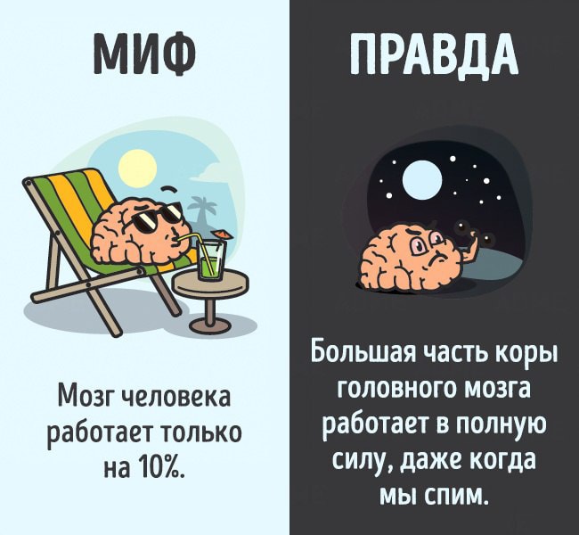 12 мифов о теле человека