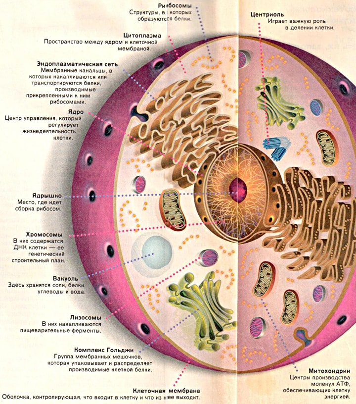 Из чего состоит тело человека