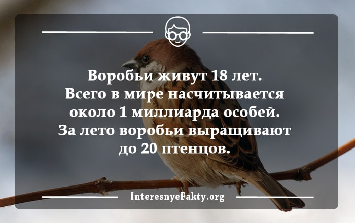 Интересные факты о птицах