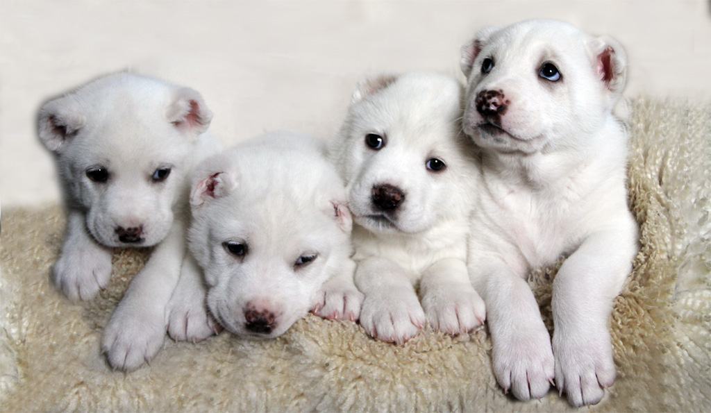 Интересные факты о собаках