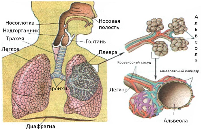 Дыхательная система человека