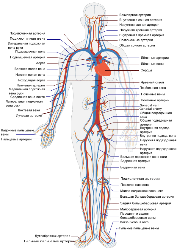 Кровеносная система человека